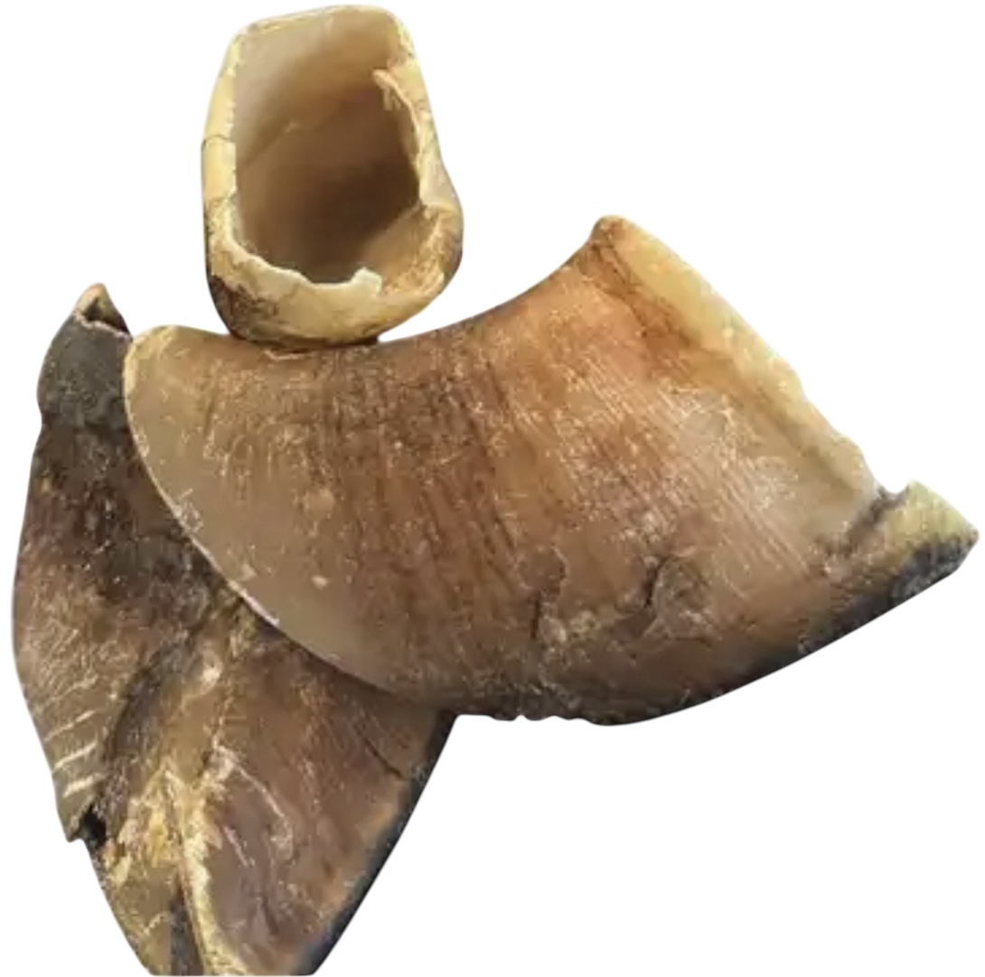 Cow Hooves x 2