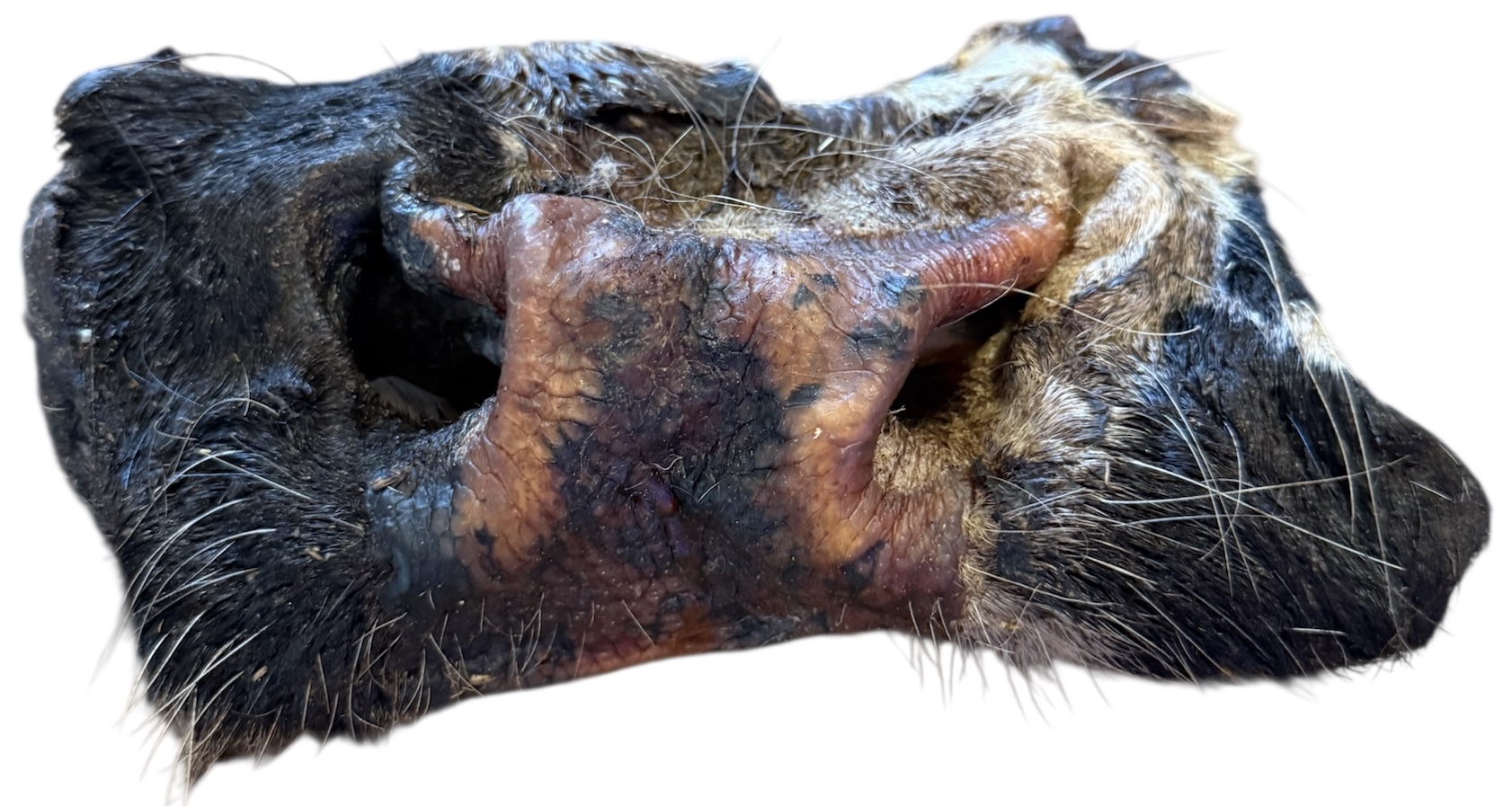 Beef Nose x 1